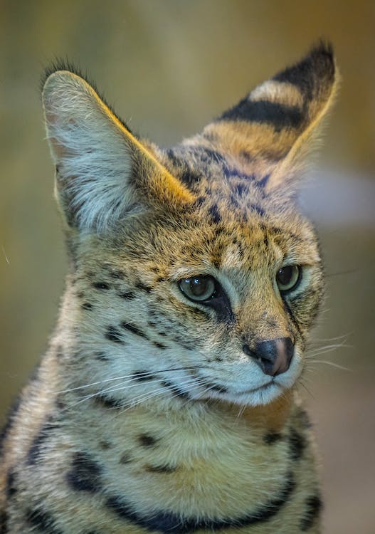 An F1 Savannah cat